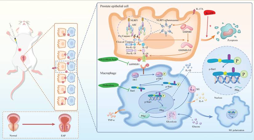 Int J Biol Sci Image