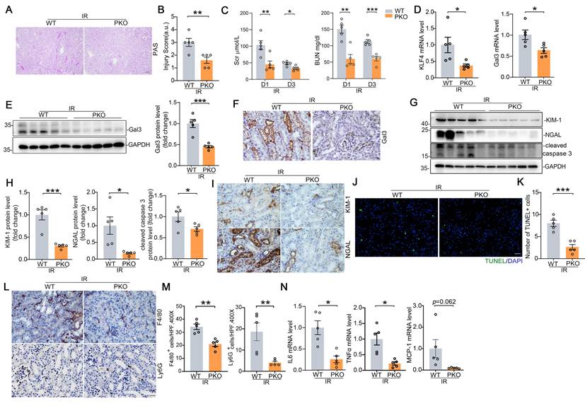 Int J Biol Sci Image