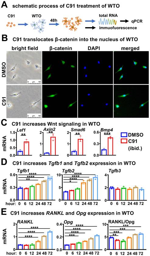 Int J Biol Sci Image