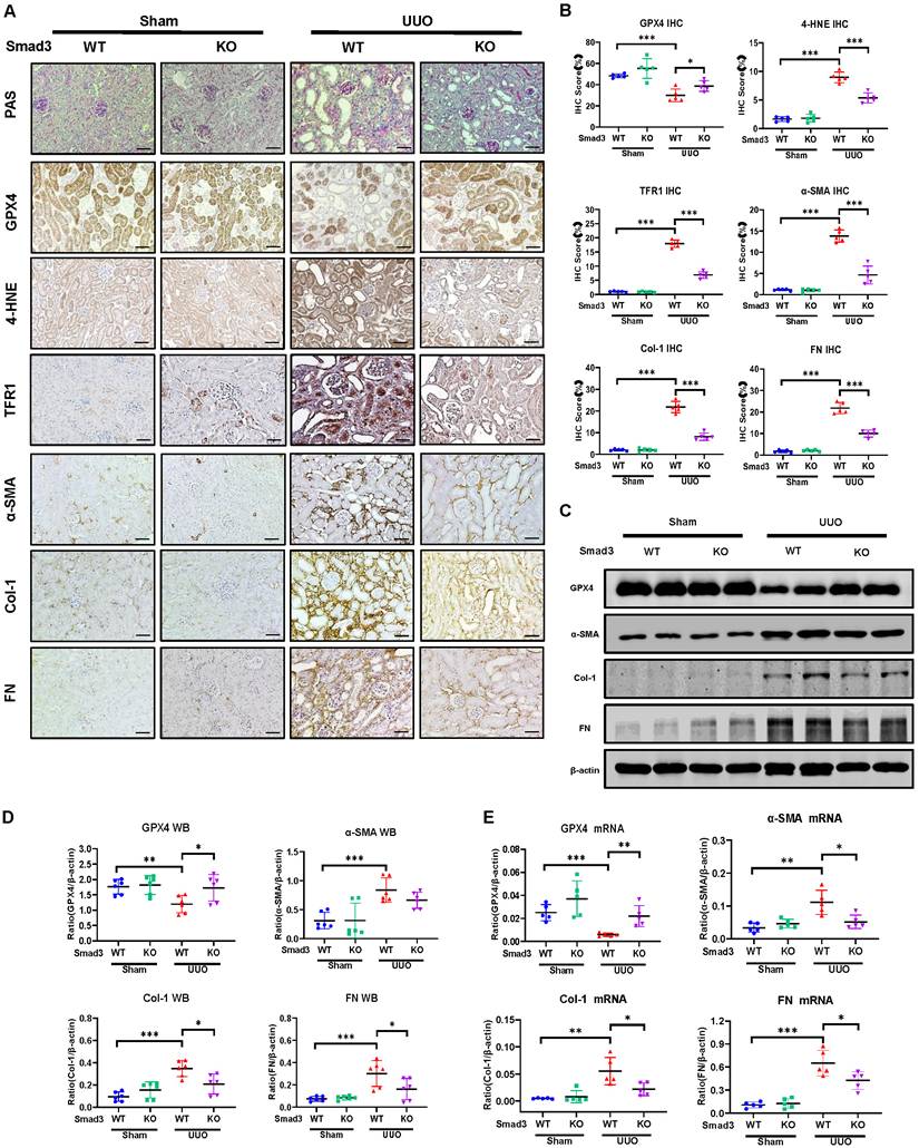 Int J Biol Sci Image