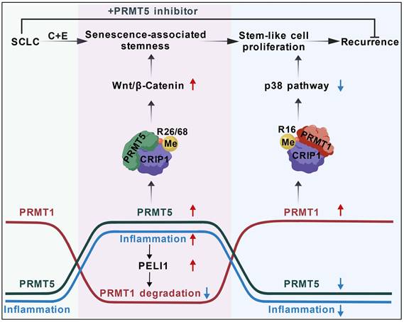Int J Biol Sci Image