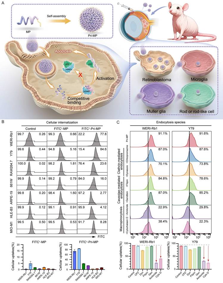 Int J Biol Sci Image