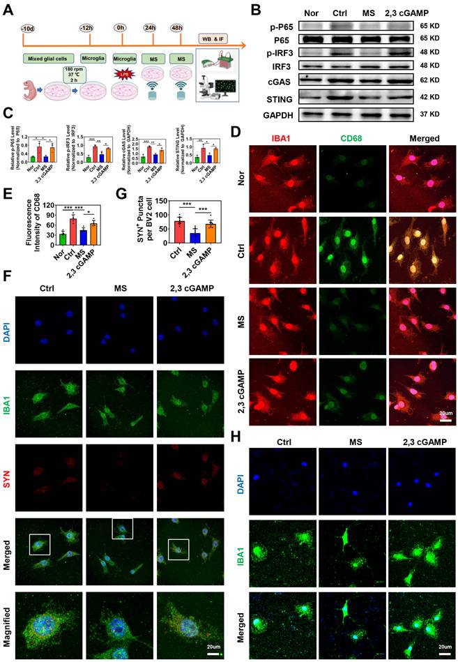 Int J Biol Sci Image