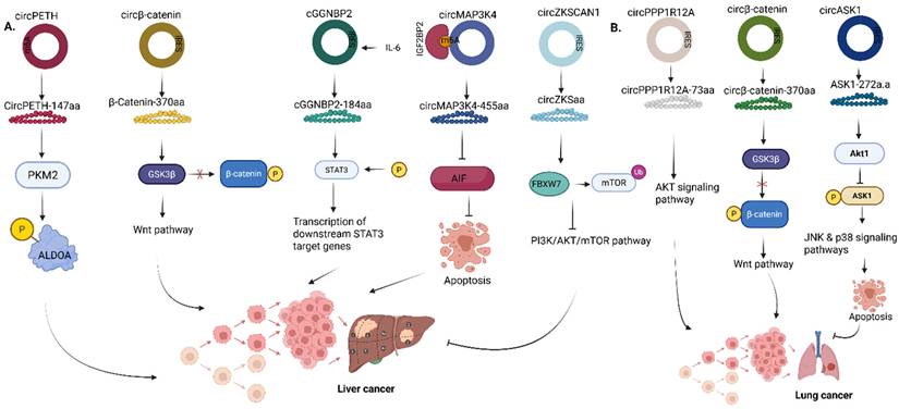 Int J Biol Sci Image