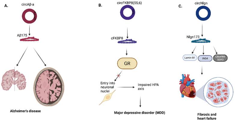 Int J Biol Sci Image