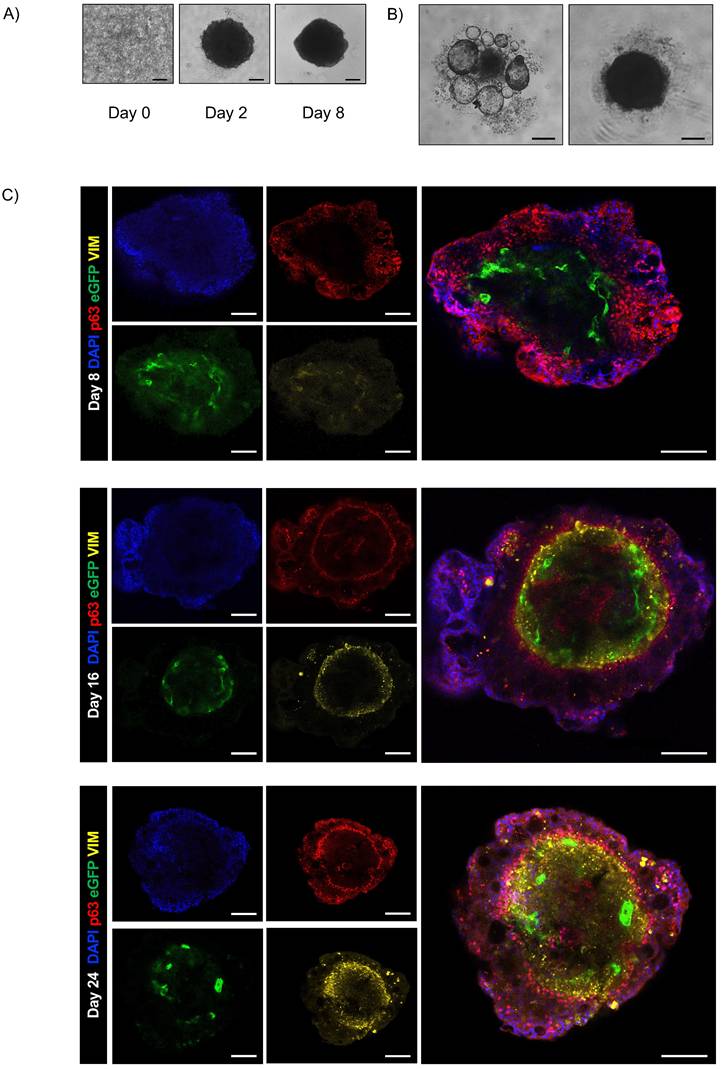 Int J Biol Sci Image