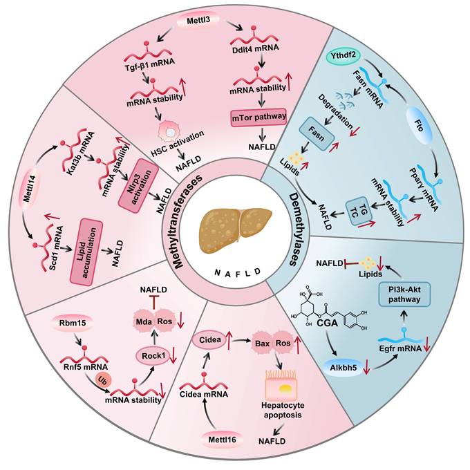 Int J Biol Sci Image
