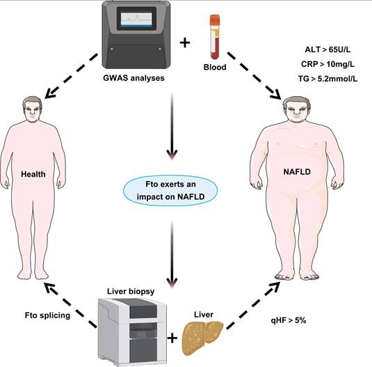 Int J Biol Sci Image