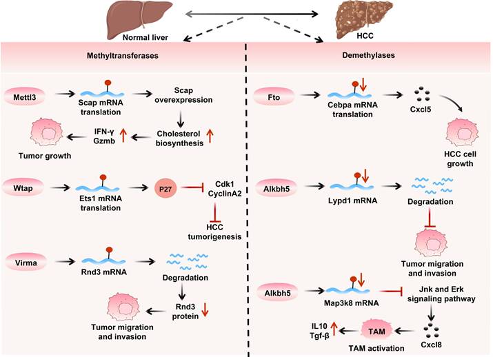 Int J Biol Sci Image