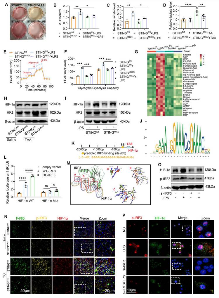 Int J Biol Sci Image