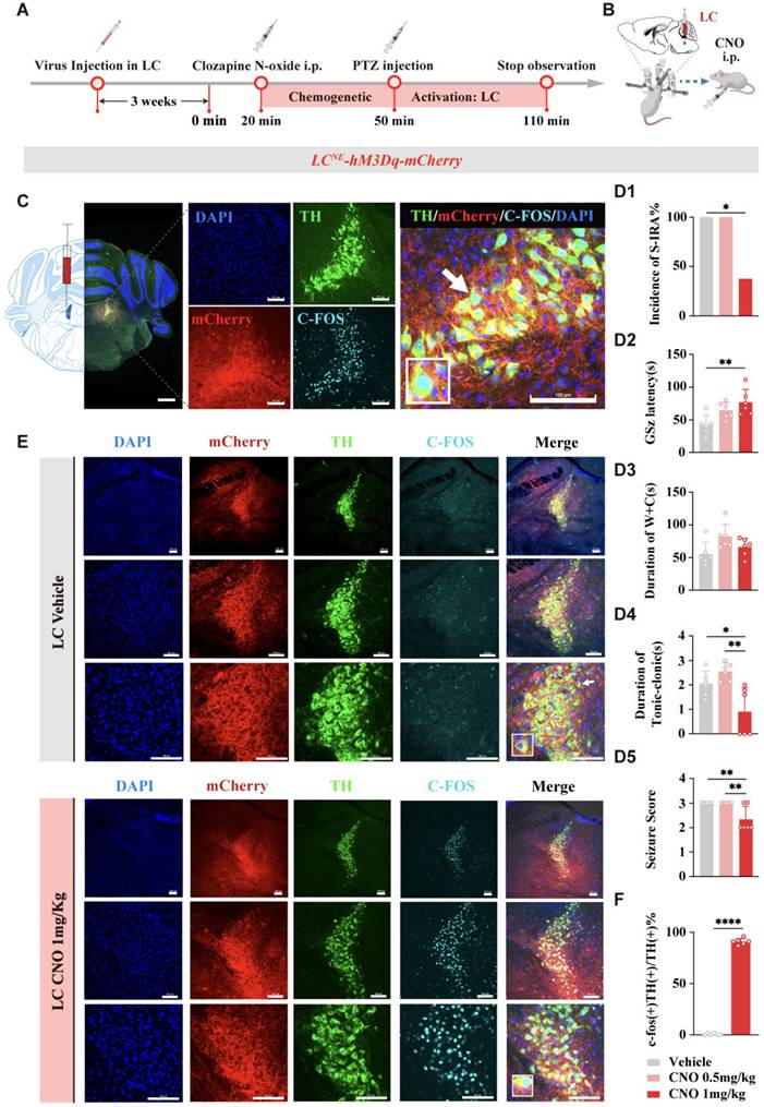 Int J Biol Sci Image