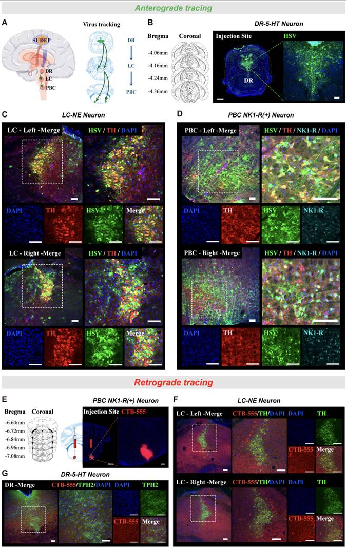 Int J Biol Sci Image