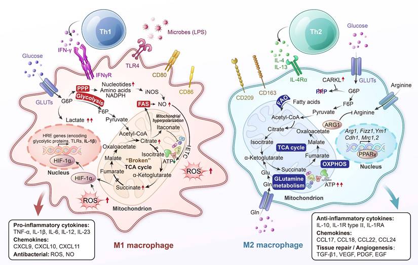 Int J Biol Sci Image