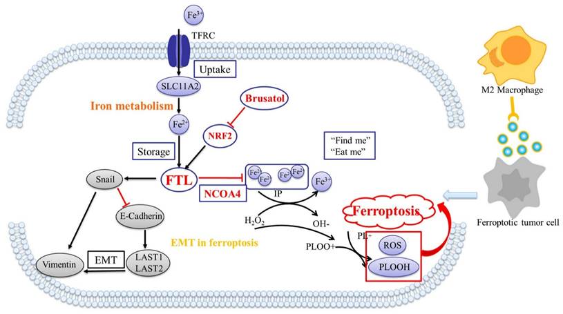 Int J Biol Sci Image