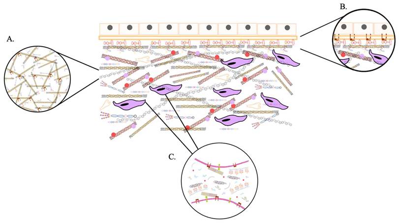 Int J Biol Sci Image