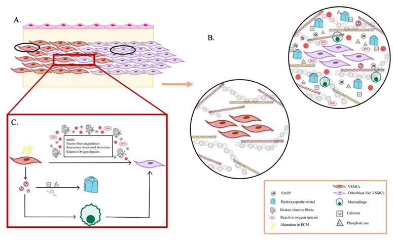 Int J Biol Sci Image