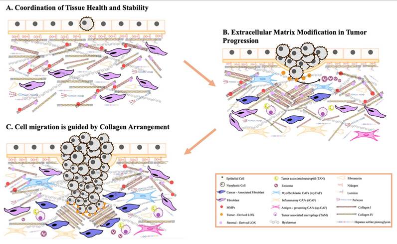 Int J Biol Sci Image