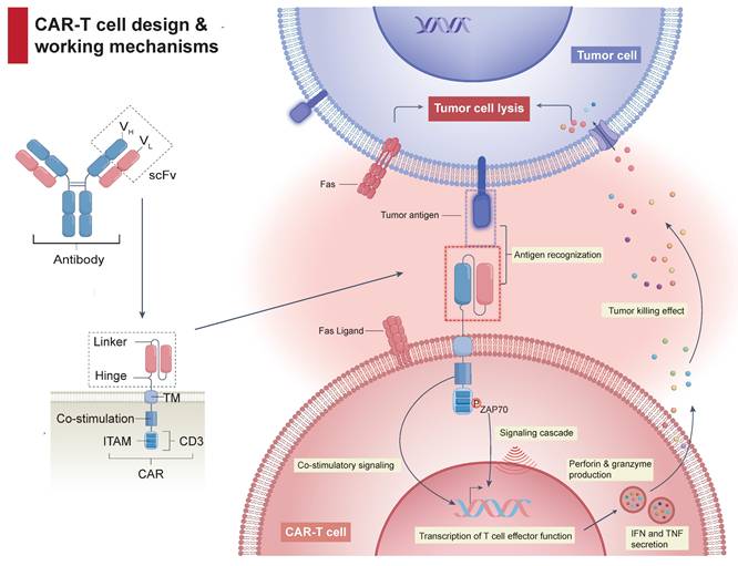 Int J Biol Sci Image