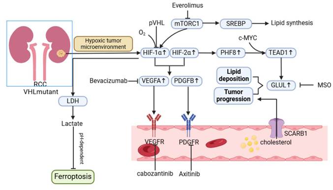 Int J Biol Sci Image
