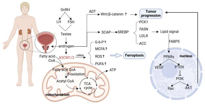 Int J Biol Sci Image