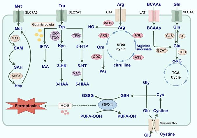 Int J Biol Sci Image