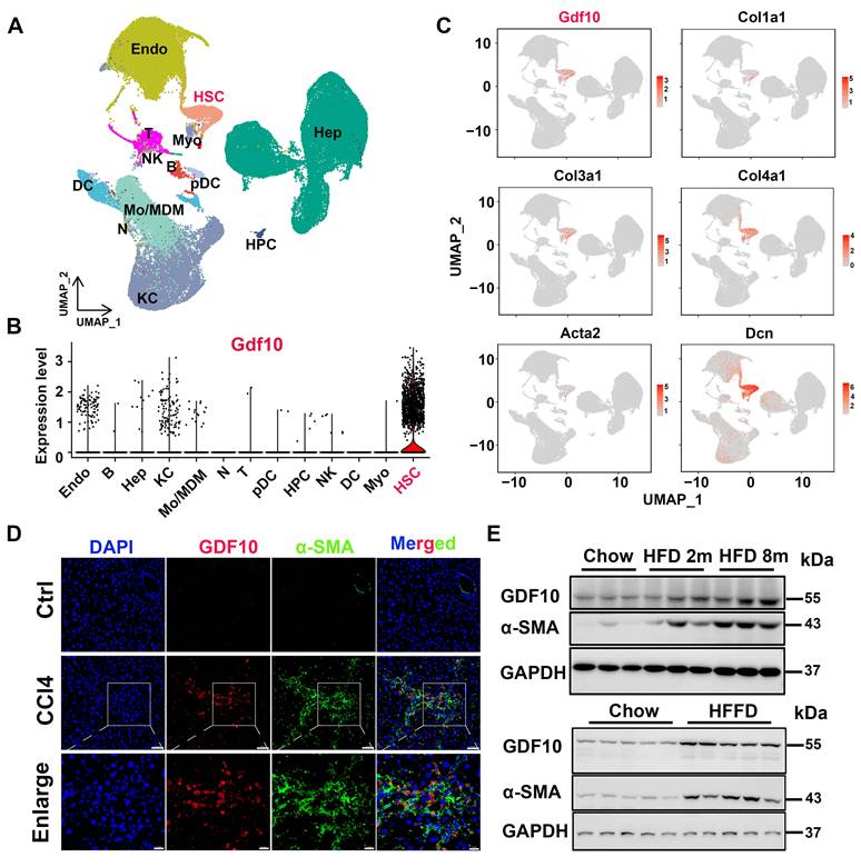 Int J Biol Sci Image