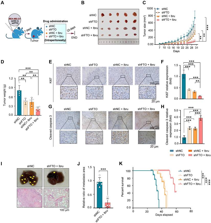 Int J Biol Sci Image