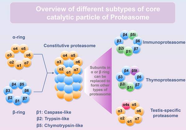 Int J Biol Sci Image