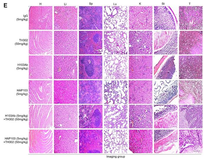 Int J Biol Sci Image