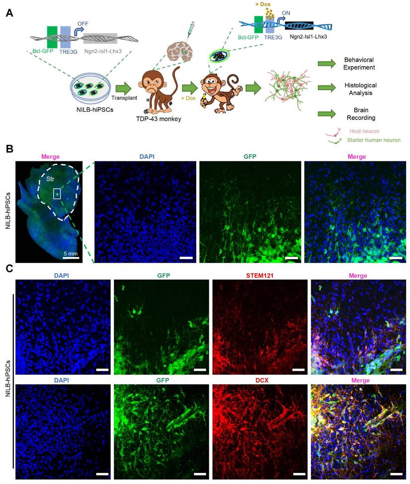 Int J Biol Sci Image