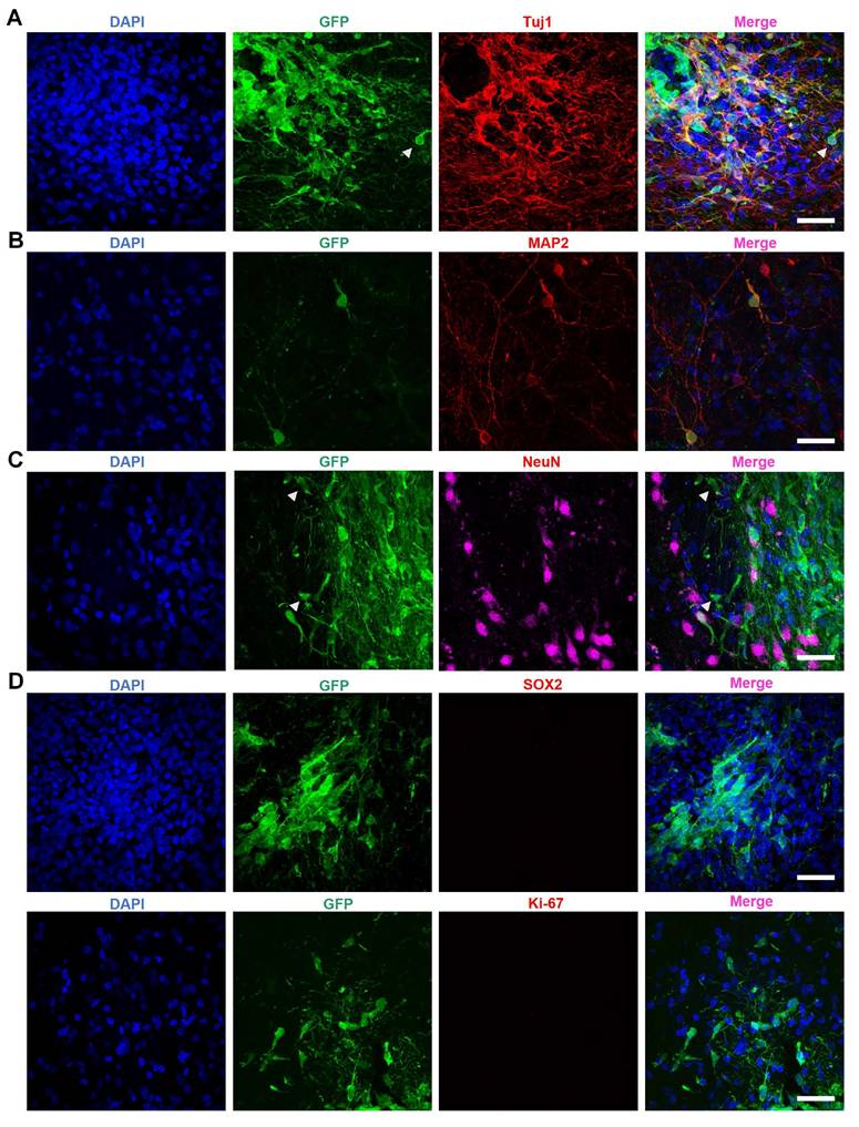 Int J Biol Sci Image