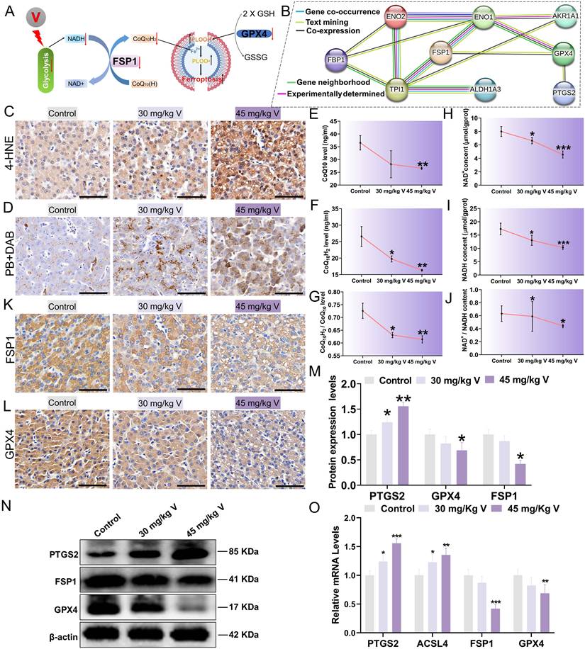 Int J Biol Sci Image
