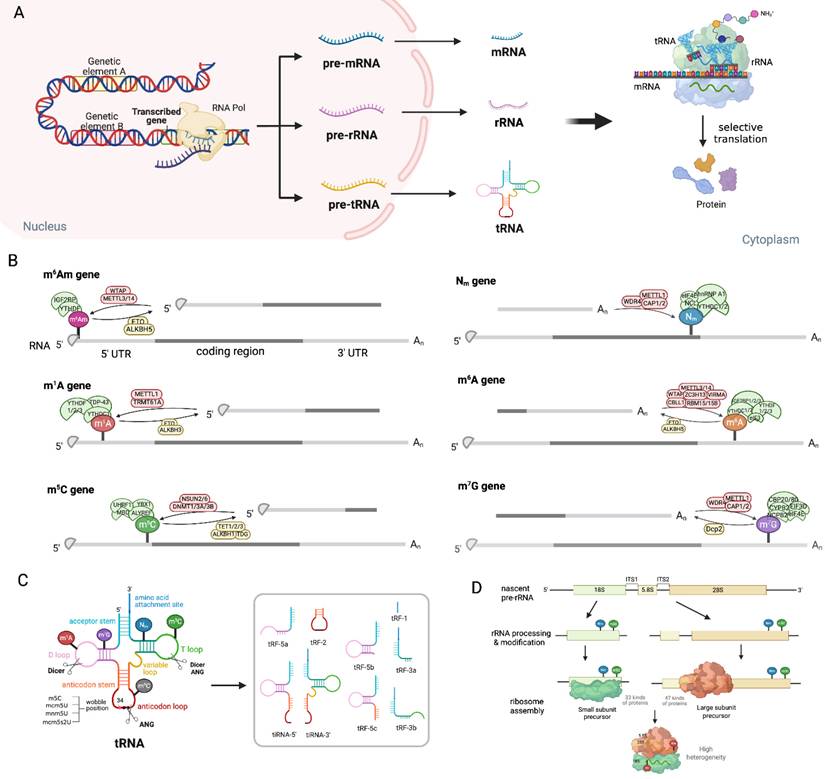 Int J Biol Sci Image