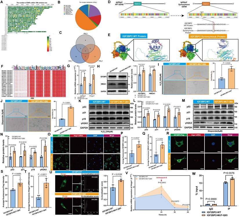 Int J Biol Sci Image