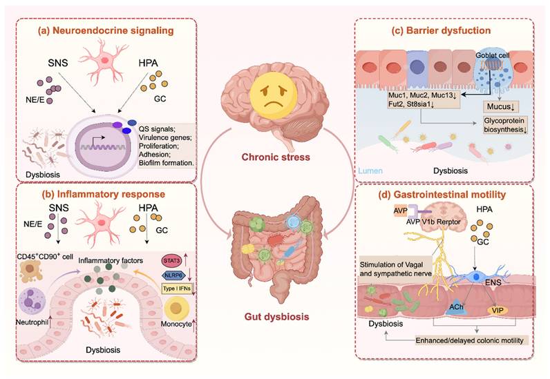 Int J Biol Sci Image