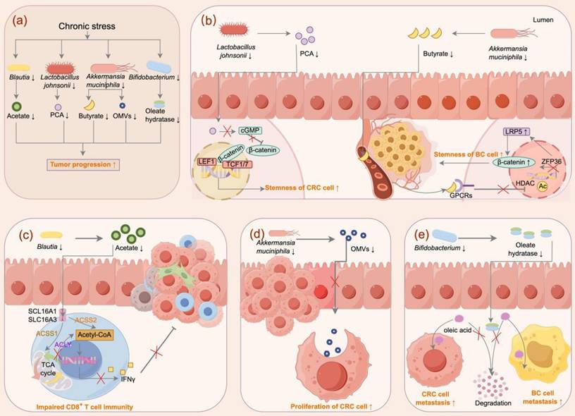Int J Biol Sci Image