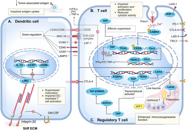 Int J Biol Sci Image