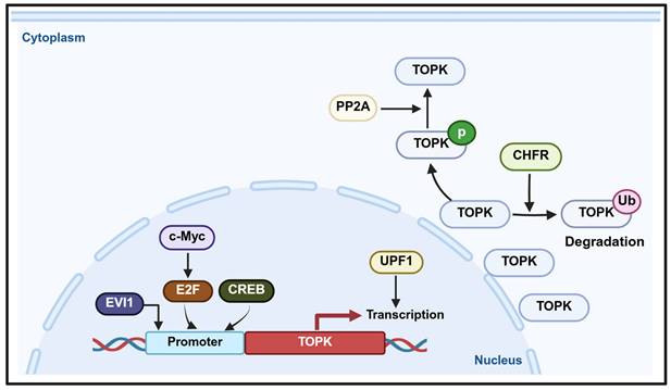 Int J Biol Sci Image