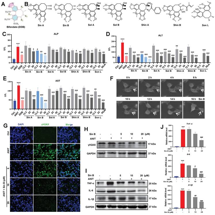 Int J Biol Sci Image