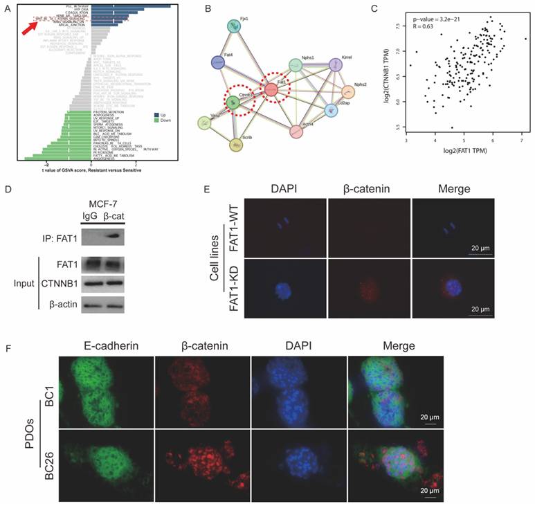 Int J Biol Sci Image