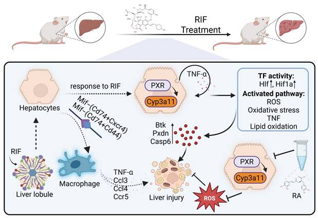 Int J Biol Sci Image