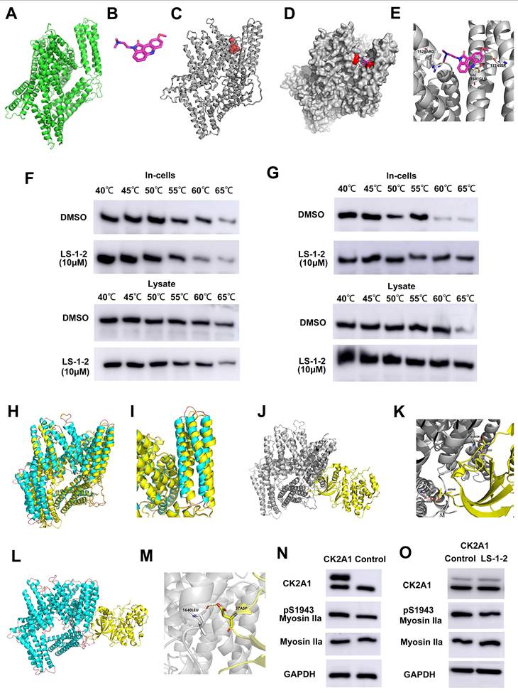 Int J Biol Sci Image