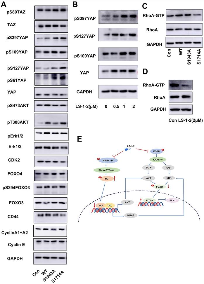 Int J Biol Sci Image