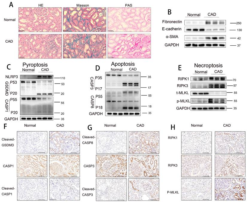 Int J Biol Sci Image
