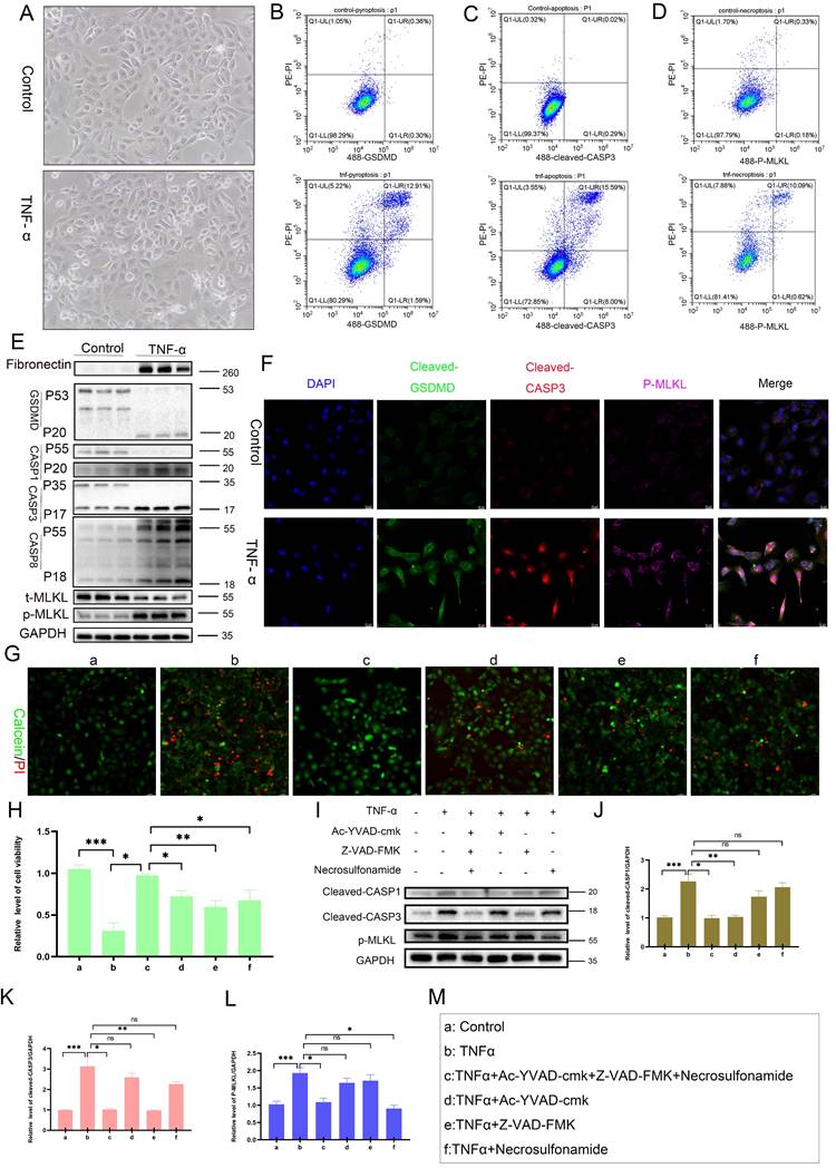 Int J Biol Sci Image
