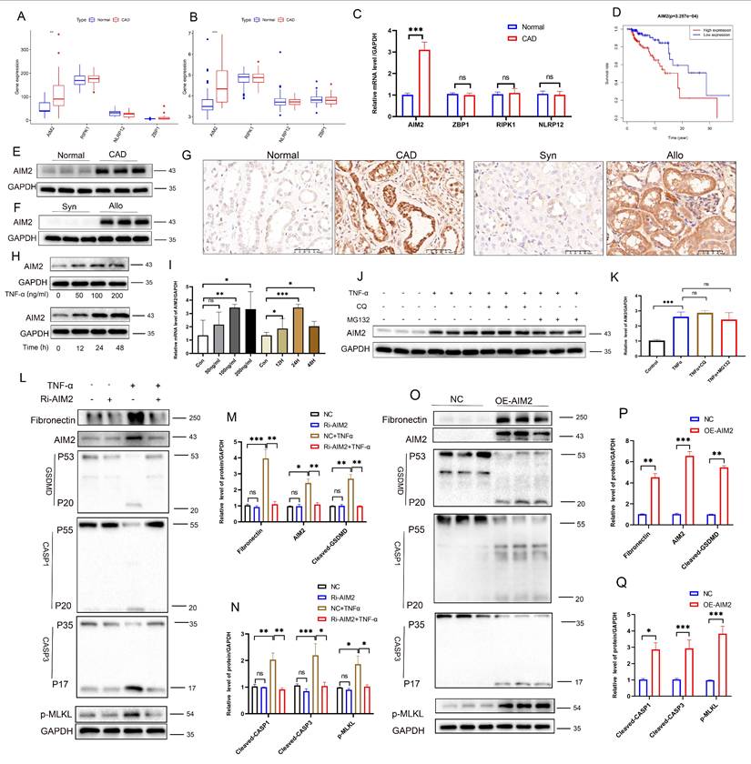 Int J Biol Sci Image