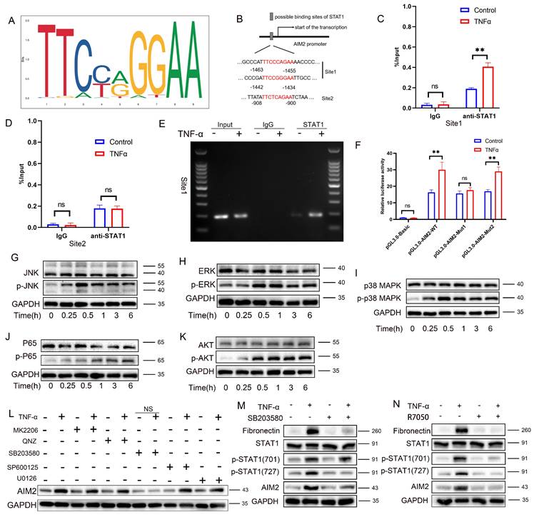 Int J Biol Sci Image
