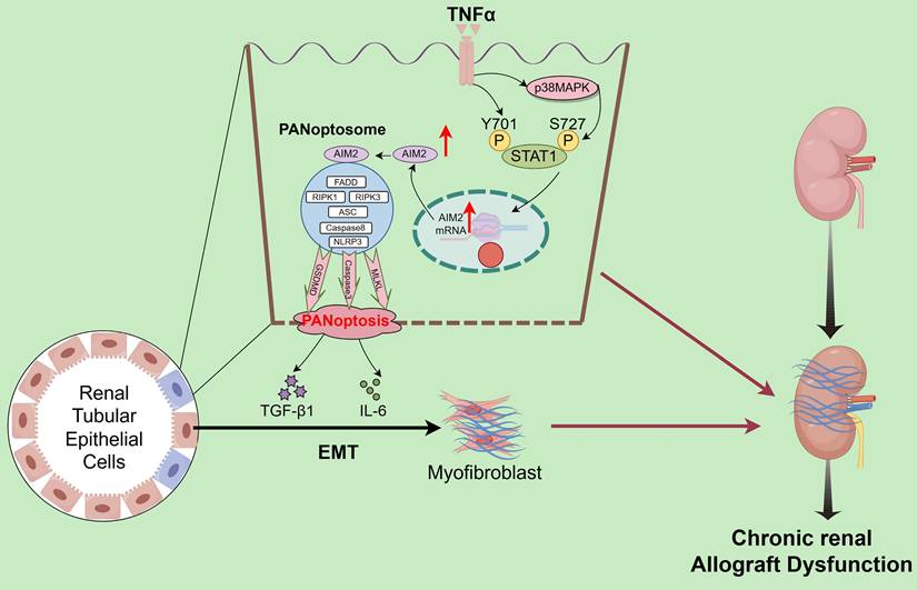 Int J Biol Sci Image