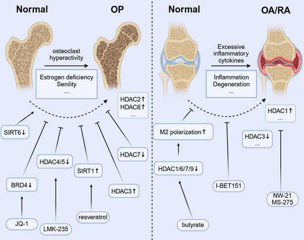 Int J Biol Sci Image