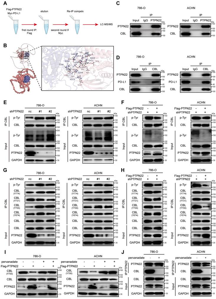 Int J Biol Sci Image